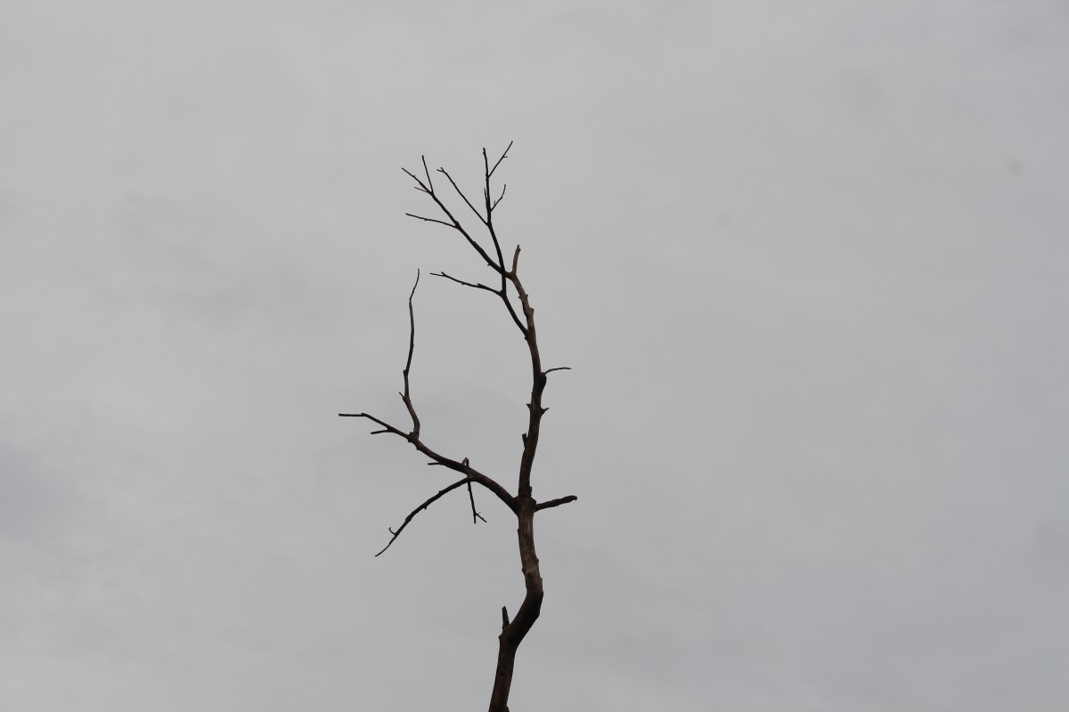 Alstroemeriaceae